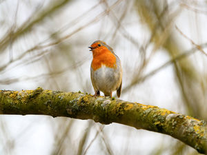 Morning Melody by Ian Rowley