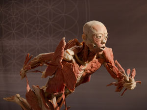 Supporting image for story: Real Bodies, Birmingham NEC - review with pictures