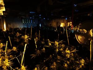 Supporting image for story: Man arrested after police raid cannabis factory in Willenhall