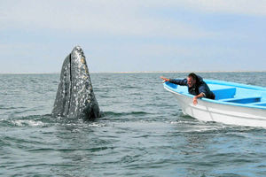 Supporting image for story: TV review: Whale adventure with Nigel Marven