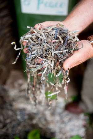 Shredded paper to go in the compost  Gavin Dickson, Garden Organic 