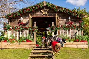 The Dog House bringing more festive cheer (and tears!) this December