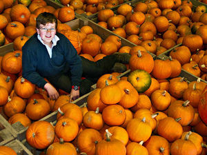 Supporting image for story: Pumpkins galore as young Shropshire farmer Henry harvests a Halloween treat