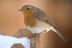 Supporting image for story: Call to join the GWCT Big Farmland Bird Count