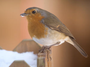 Supporting image for story: Call to join the GWCT Big Farmland Bird Count