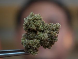 Supporting image for story: Thailand’s PM wants to outlaw cannabis two years after drug was decriminalised