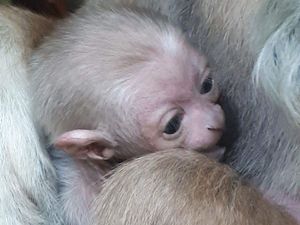 Supporting image for story: Dudley Zoo welcomes new arrivals on primates section