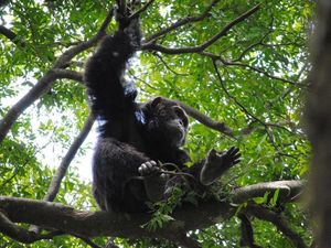 Supporting image for story: Chimp gestures are underpinned by human language rules, study finds