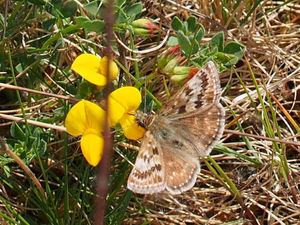 Supporting image for story: Habitat work boosts rare butterfly numbers on Chase