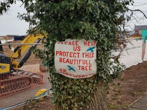 Supporting image for story: Council will undertake ecology report after protest halts Shrewsbury tree felling