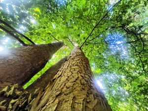 Corbet Woods at Grinshill. Photo: Lauren Bywater