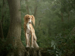 Supporting image for story: Market Drayton pet photographer celebrates national awards success