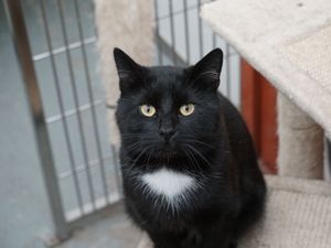 Supporting image for story: Inseparable feline friends hoping New Year brings them change in fortune