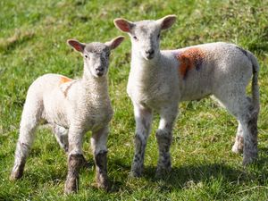 Newborn lambs during a bright morning in the village of Bishop’s Itchington in Warwickshire