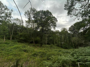 The woodland on Maddock's Hill. Photo: Butters John Bee