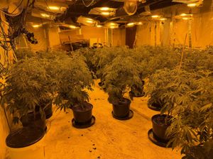 Police found hundreds of plants when they raided the premises