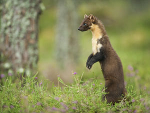 Supporting image for story: Pine martens could be breeding in Shropshire as another little mammal is spotted on film
