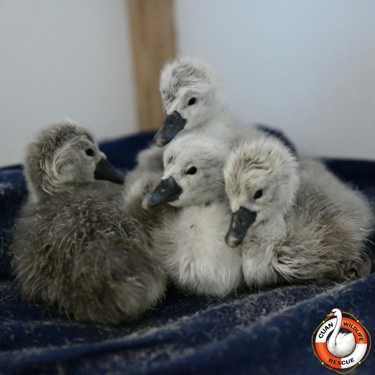 Eggs found after pair of Newport swans killed with air rifle begin to hatch