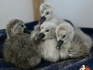 Photo: Cuan Wildlife Rescue