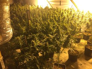 Supporting image for story: Over 950 plants found in cannabis factory near Welshpool