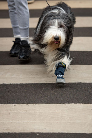 A bearded collie arrives at the Birmingham National Exhibition Centre (NEC) for the third day of the Crufts Dog Show. PA Photo. Issue date: Saturday March 7, 2020. See PA story ANIMALS Crufts. Photo credit should read: Jacob King/PA Wire.