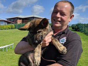 Supporting image for story: Meet the new police puppies leading the fight against crime