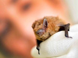 Supporting image for story: Bat woman lined up for talk in Whitchurch 