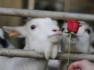 Supporting image for story: Give a goat a rose: Animal rescue centre hosting special Valentine's Day experiences