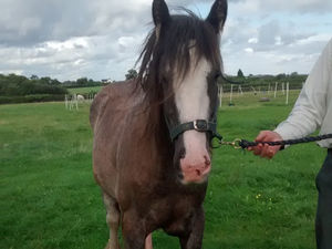 Supporting image for story: Pony found with severely injured leg in Codsall field