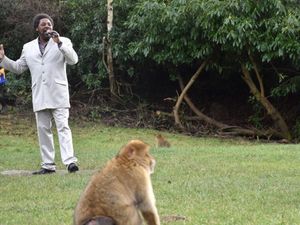 Supporting image for story: 'Let's get it on': Endangered monkeys serenaded by Marvin Gaye impersonator for Valentine's Day