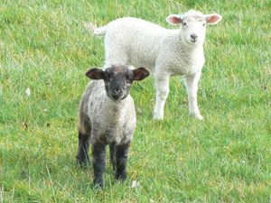 Supporting image for story: Dozens of lambs stolen from farm near Shrewsbury