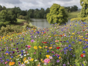 Wildflowers at Dudmaston Estate, Shropshire, pictured after a planting project in 2014. The popular National Trust estate, near Bridgnorth, has extensive grounds, which are open to the public most days. It also owns the nearby Comer Woods, which also offers extensive walks and trails.