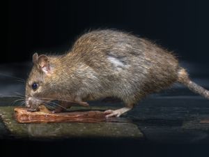 Supporting image for story: Peter Rhodes on lost drivers, slow lava and how to deal with the rats of Westminster