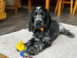 Pickles the Hearing Dog puppy