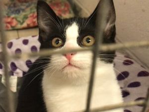 Supporting image for story: Pandemic pets: How the Covid crisis has had a major impact on our four-legged friends
