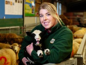 Supporting image for story: Meet new arrivals down on the farm at Lambing Live event
