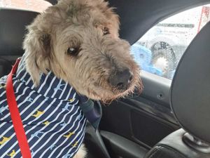 Supporting image for story: Blind dog finds his loving furever home after thousands see kennel's plea