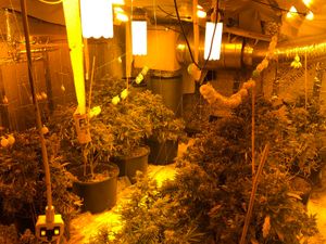 Supporting image for story: 150 cannabis plants found at Black Country property