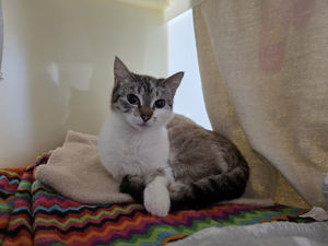Meet Jam, a farm cat that needs rehoming urgently. Photo: RSPCA