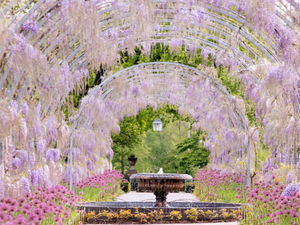 Supporting image for story: Can’t make Chelsea Flower Show? Here’s how to experience garden magic all year round