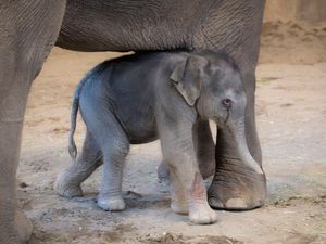 Supporting image for story: Oregon Zoo welcomes baby elephant