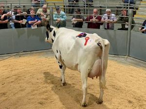 Supporting image for story: Dairy show champion sells for £3,100 in Shrewsbury as demand outstrips supply