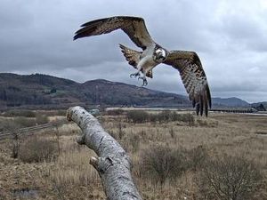 Supporting image for story: Monty flies back to his nest