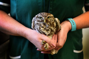 A Little Owl