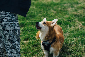DogFest. All pictures from: https://dog-fest.co.uk/cheshire