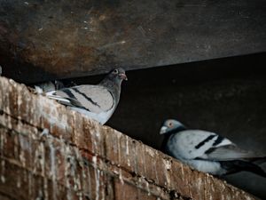 Supporting image for story: Wildlife group wants Shrewsbury bridge netting removed as 30 pigeons rescued