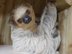 Supporting image for story: Dudley Zoo welcomes two-toed sloth