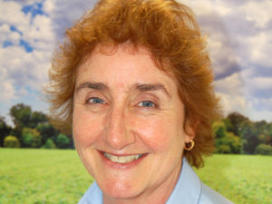 Supporting image for story: Helping pigs keep their cool in summer heat