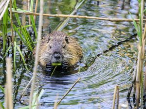Supporting image for story: Plans to reintroduce beavers on Shropshire estate next year