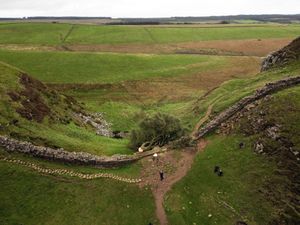 The felled Sycamore Gap tree, on Hadrian’s Wall in Northumberland